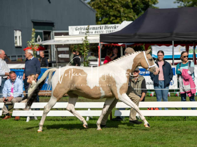 Regionalschau IG Welsh 14