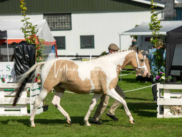 Regionalschau IG Welsh 15