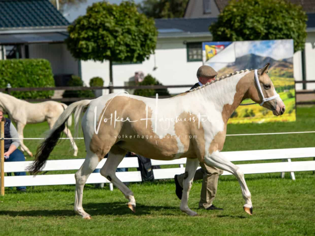 Regionalschau IG Welsh 16