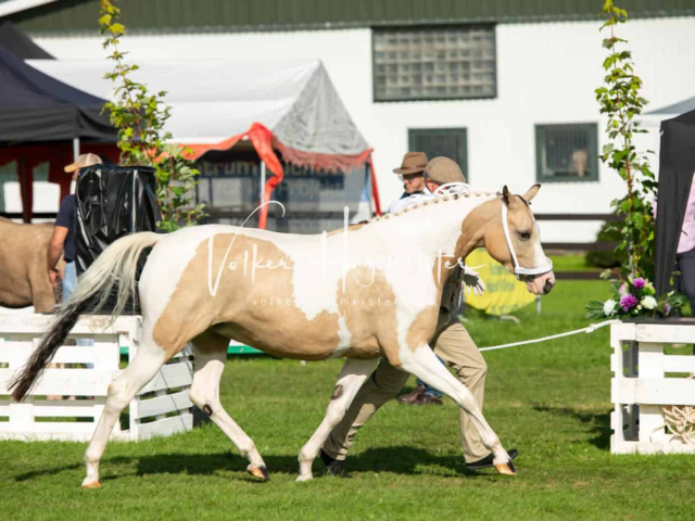 Regionalschau IG Welsh 27
