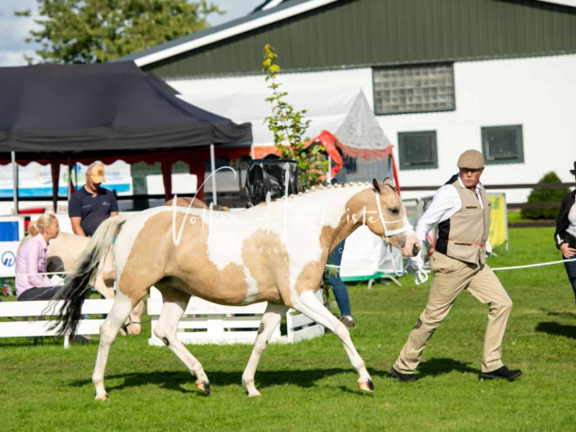 Regionalschau IG Welsh 30