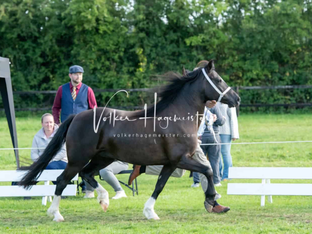 Regionalschau IG Welsh 8