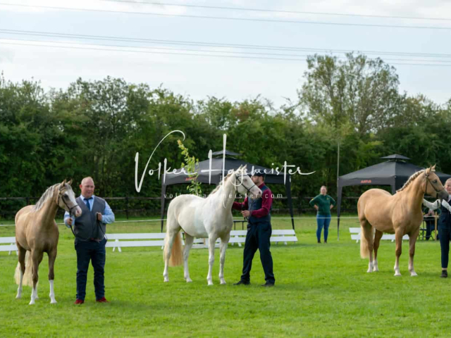 Regionalschau IG Welsh 20