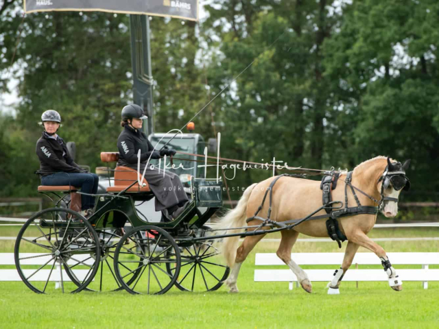 Regionalschau IG Welsh 29