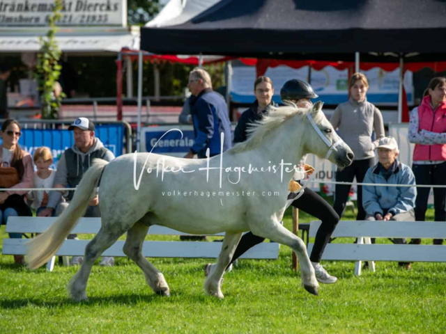Regionalschau IG Welsh 30