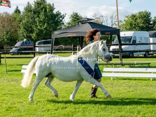 Regionalschau IG Welsh 4