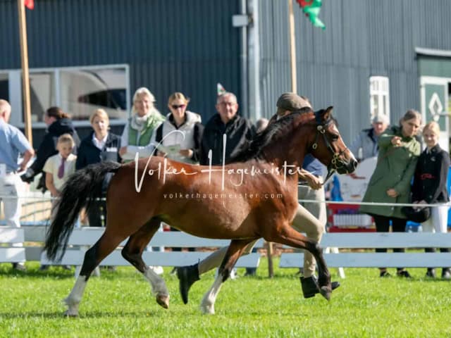Regionalschau IG Welsh 15