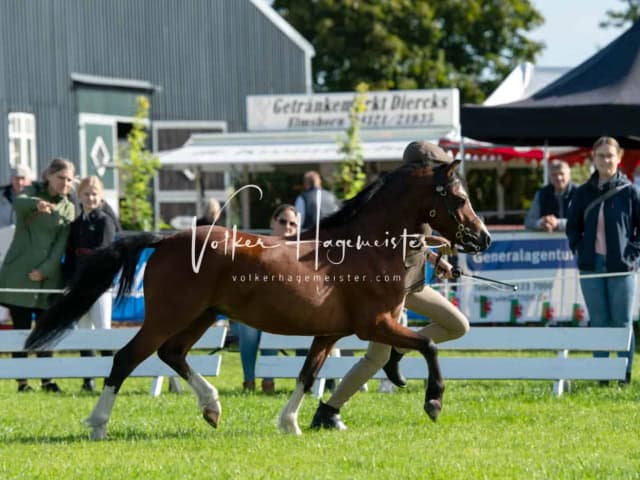 Regionalschau IG Welsh 16