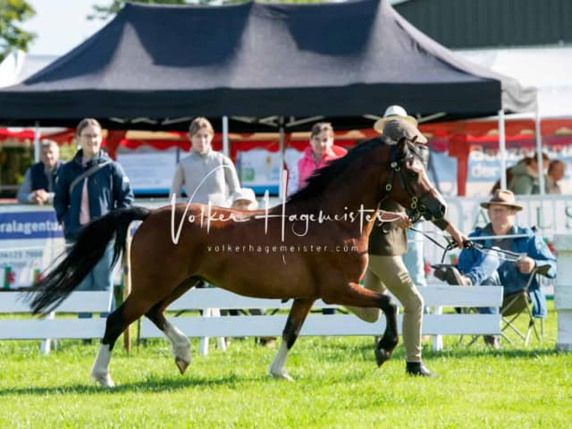 Regionalschau IG Welsh 17