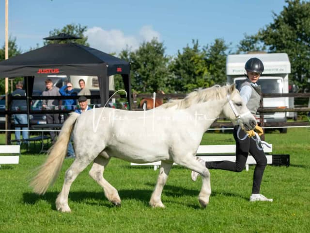 Regionalschau IG Welsh 19