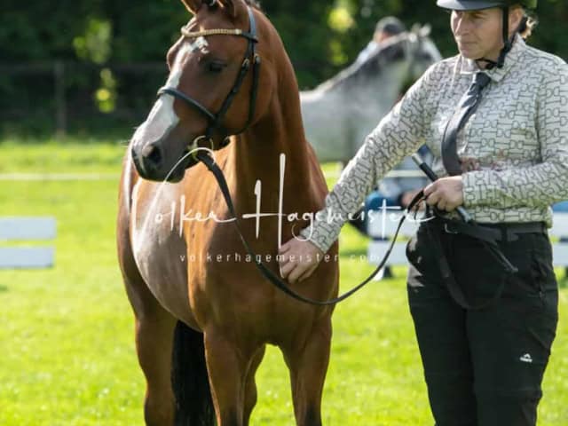 Regionalschau IG Welsh 30