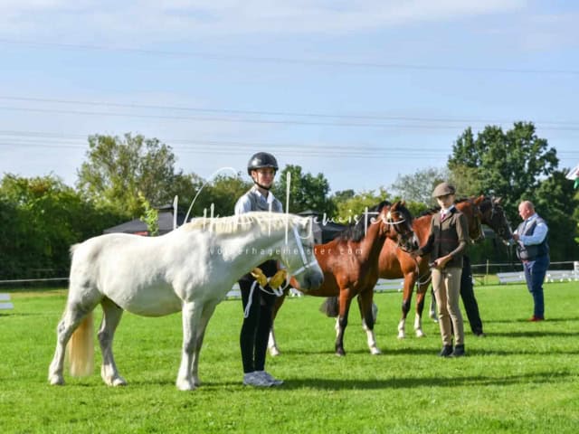 Regionalschau IG Welsh 6