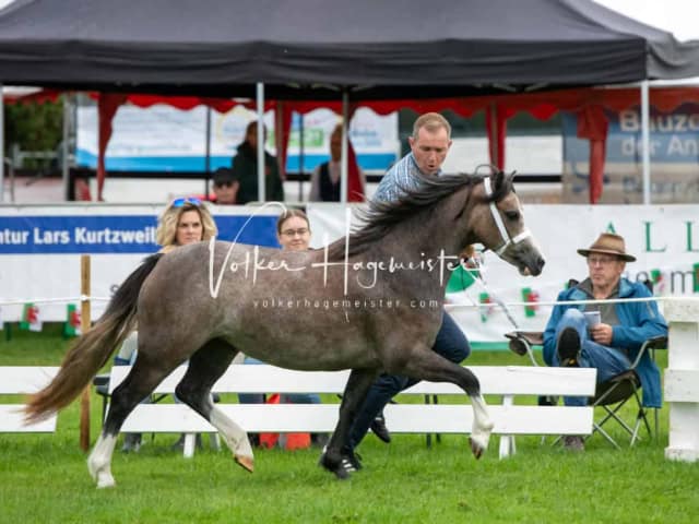 Regionalschau IG Welsh 9