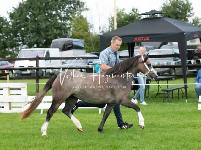 Regionalschau IG Welsh 14