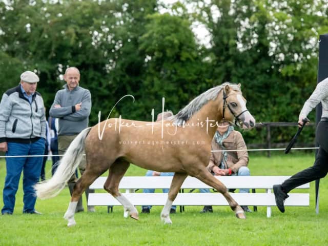 Regionalschau IG Welsh 17