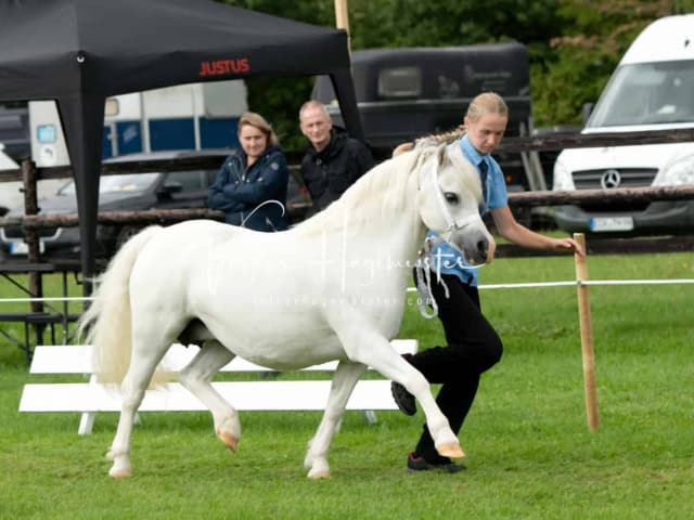 Regionalschau IG Welsh 24