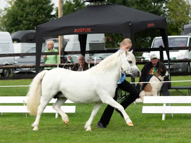 Regionalschau IG Welsh 25