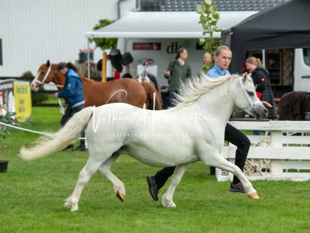 Regionalschau IG Welsh 26