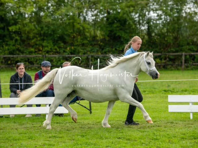 Regionalschau IG Welsh 28