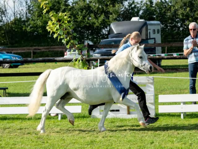 Regionalschau IG Welsh 9