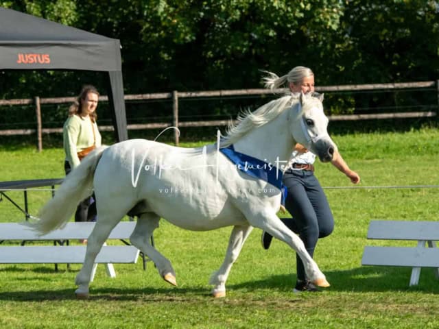 Regionalschau IG Welsh 10