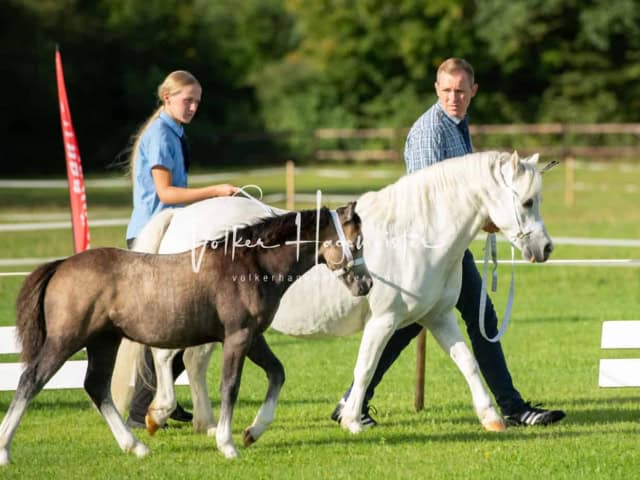 Regionalschau IG Welsh 13