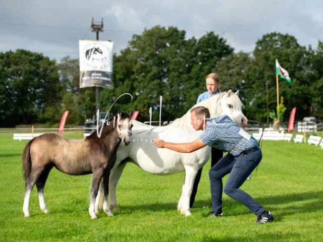 Regionalschau IG Welsh 16
