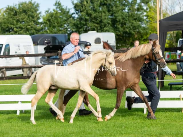 Regionalschau IG Welsh 21