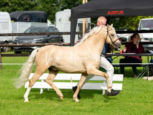 Regionalschau IG Welsh 24