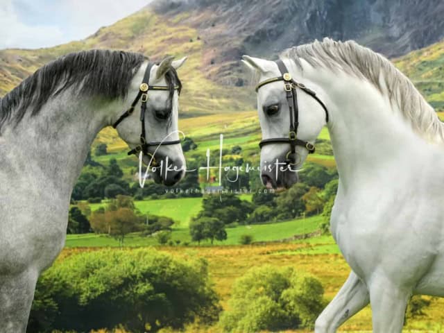 Regionalschau IG Welsh 13