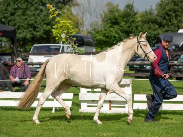 Regionalschau IG Welsh 22