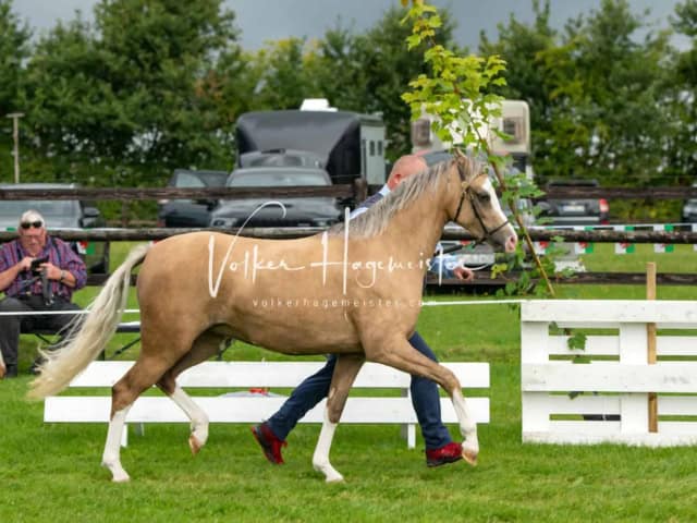 Regionalschau IG Welsh 24