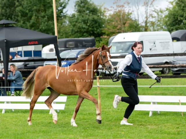 Regionalschau IG Welsh 26
