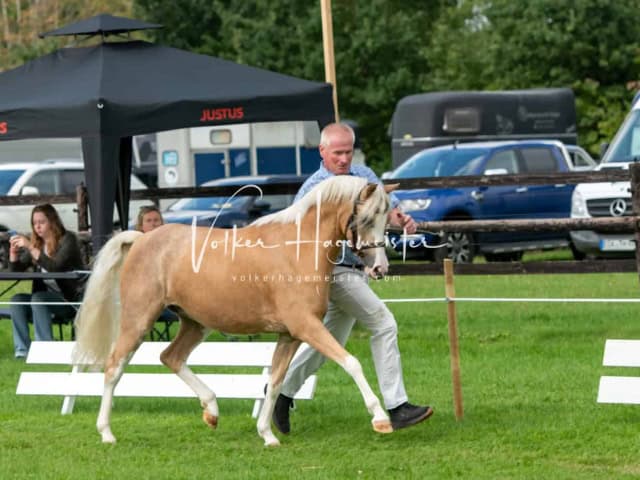 Regionalschau IG Welsh 8