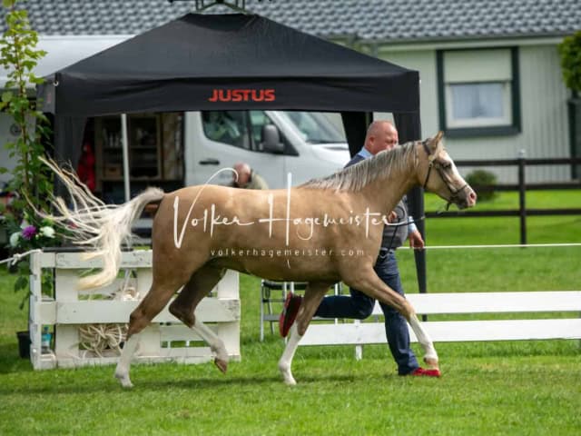 Regionalschau IG Welsh 14