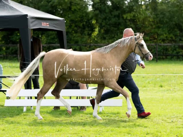 Regionalschau IG Welsh 15