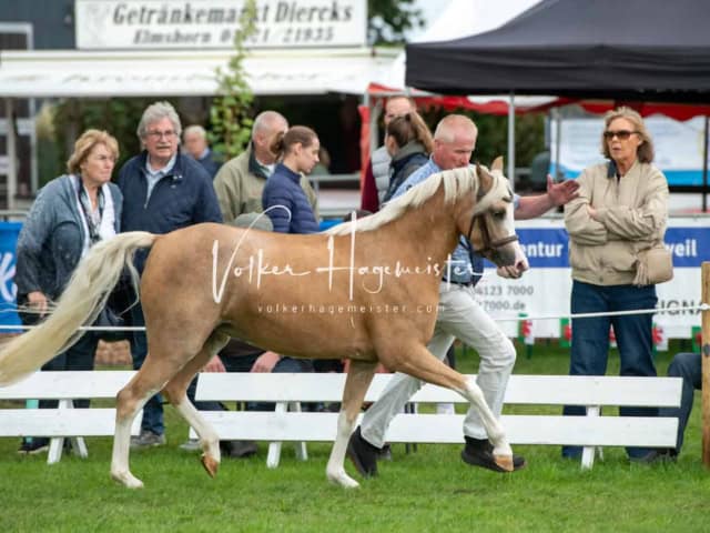Regionalschau IG Welsh 18