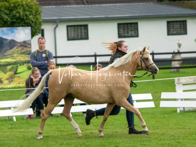 Regionalschau IG Welsh 22
