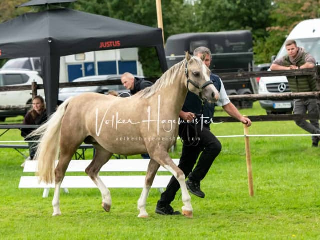 Regionalschau IG Welsh 3