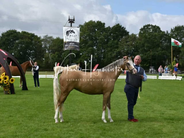 Regionalschau IG Welsh 9