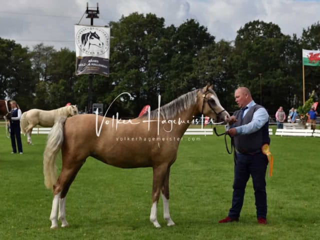 Regionalschau IG Welsh 10