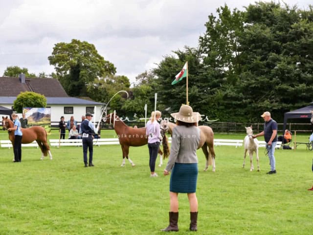 Regionalschau IG Welsh 13
