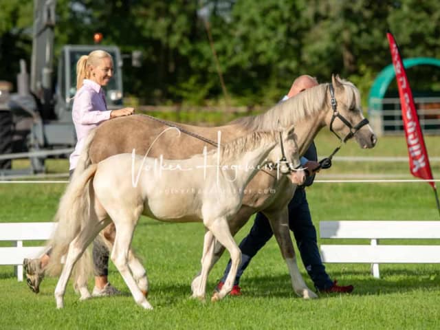 Regionalschau IG Welsh 14