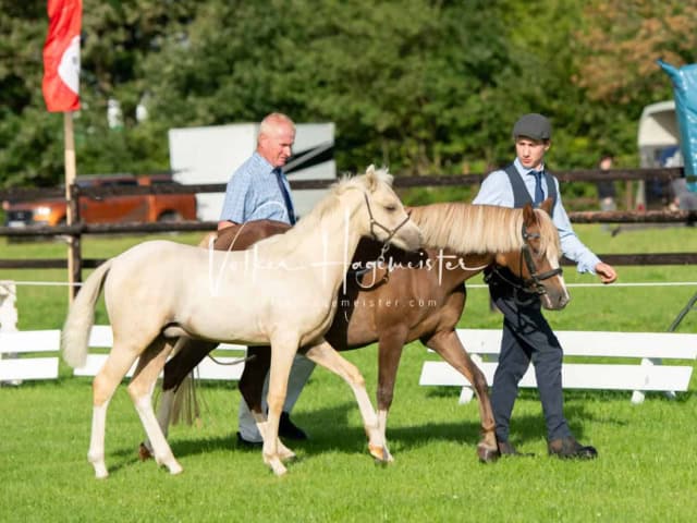 Regionalschau IG Welsh 15