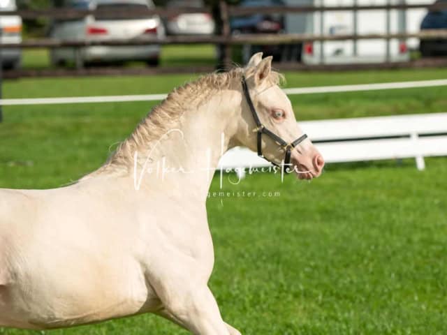 Regionalschau IG Welsh 16