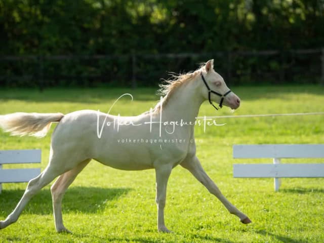 Regionalschau IG Welsh 19