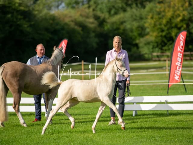Regionalschau IG Welsh 20