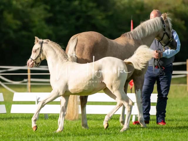 Regionalschau IG Welsh 22