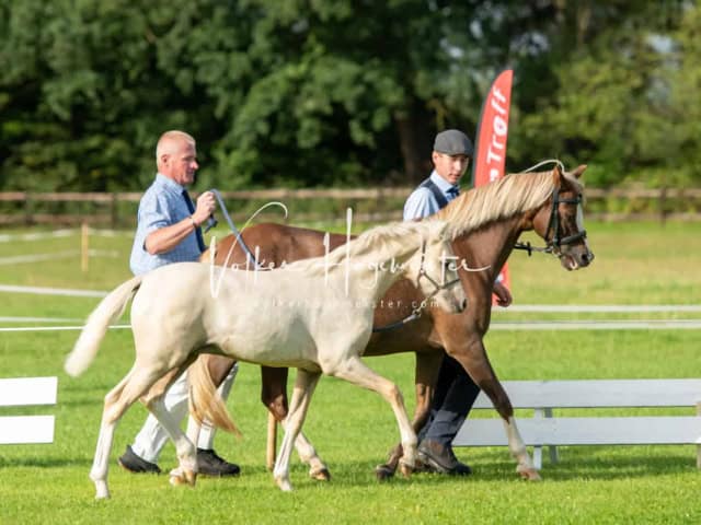 Regionalschau IG Welsh 25