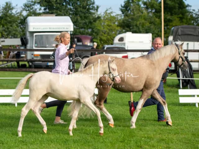 Regionalschau IG Welsh 26